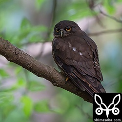 夕方になると林道で獲物を探すアオバズク。このオス個体とペアのメスも近くにいました。