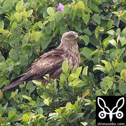 カラノスリと思われる個体。雨の中、カラスに付きまとわれてうっとうしそうでした。