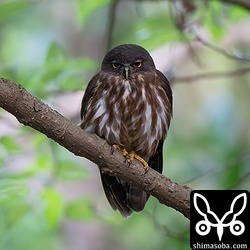 上と同個体。人間の肉眼では飛んでいる昆虫は全く見えませんがアオバズクにはしっかり見えているうようで、しっかり狩りを成功させているようでした。