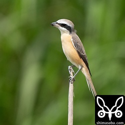 またまだ残っているシマアカモズ。例年、ゴールデンウイーク明けまでは滞在します。