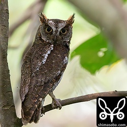 自宅から目と鼻の先で抱卵中のリュウキュウコノハズク。こちらは見張り役のオス個体。今季で3年連続の繁殖となります。