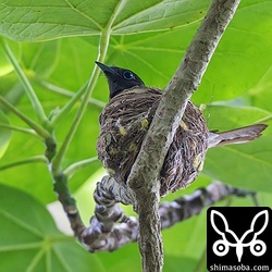 ハスノハギリの枝に巣をかけていたサンコウチョウ。石垣島ではハスノハギリのほかにオオバギやヤエヤマヒルギ、サガリバナなどの広葉樹のほかに、つる性植物にも巣を作ります。
