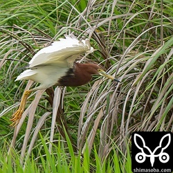 夏羽のアカガシラサギはあちこちの田んぼで遭遇。かなりの数が入って来ているようです。
