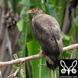 左足に標識用の足環が装着されている「みっちゃん」。畑で獲物を待ち伏せていました。
