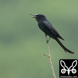 トンボを捕まえると同じ枝に戻って呑み込んでいました。