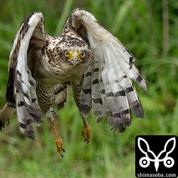 放鳥されて勢いよく飛び出したカンムリワシ。
