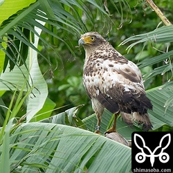 バナナに止まってしばらく休憩。