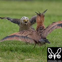 ズグロミゾゴイに襲いかかったカンムリワシ。