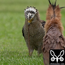 ズグロミゾゴイが捕まえた獲物の大きなミミズを食うカンムリワシ。