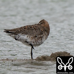 セイタカシギに交じって休んでいたオグロシギ。