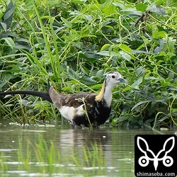 レンカクは田んぼのふちを歩き回りながら小さな巻貝などを捕食していました。