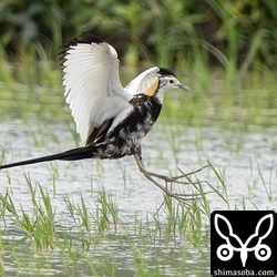 着水時は長い足指と爪のほかに、翼角の小さな爪のような「翼距(Wing spur)」も見ることができます。この翼距を持つ日本産の鳥はレンカクとケリぐらいだそうです。ケリにはさらに「翼爪(Wing claw)」もあるそうですが、こちらは他の種類の鳥でも持っているのがちらほらといるようです。