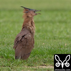 飛び去るカンムリワシを恨めしそうに見送るズグロミゾゴイ。
