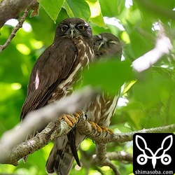 リュウキュウアオバズクは、まだ産卵には至っていない模様。オスとメスが営巣木で仲良く並んでいました。