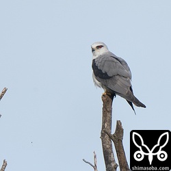 カタグロトビのメス。先週は求愛給餌など盛んに行っていました。そろそろ産卵してもいいころです。