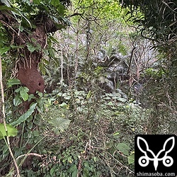 こちらは森の中でタカサゴシロアリの巣に造巣したもの。アカショウビンには、こんな感じの環境で子育てしてほしいですね。