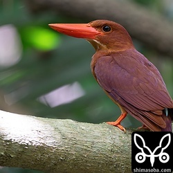 アカショウビンは一番見やすい時季で、一日で数えきれないほど遭遇します。自宅の庭からも3ペアほど確認できるほどです。