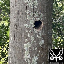 集落内で毎年、アカショウビンが巣作りするヤエヤマヤシの立ち枯れ。上の方から使うので年々、巣の位置が下がり、今季は腰ぐらいの高さになってしまいました…。^^;