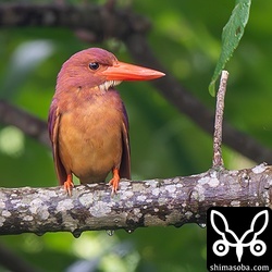 サトウキビ畑に現れたアカショウビン。獲物を捕まえるとその場で食べずに持ち去りました。ヒナがかえっているのかもしれませんね。