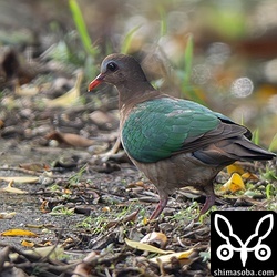 キンバトのメス。こちらもオオバギの落果を採餌。側溝にたまった水も飲んでいました。