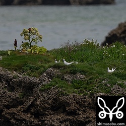 沖合にいたエリグロアジサシたちも沿岸の岩礁に到着。これから繁殖が始まります。