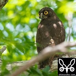 人通りの多い場所で毎年、繁殖するアオバズク。まもなく、巣立ちするようです。