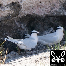 ペアのエリグロアジサシ。メス(右)は、しきりに腹の下を気にしていました。産卵が近いようです。