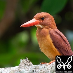 公園のアカショウビン。芝生で獲物を狙っているようでした。
