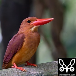 こちらも公園のアカショウビン。この付近には2ペアが隣接して繁殖していて、時折、3羽で追いかけ合うシーンもありました。