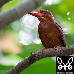上と同個体。メスは巣に餌を運んでいるようでした。一瞬、キンバトも同じ枝に止まりましたが、残念ながら写真には収められず。