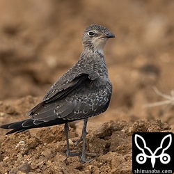 こちらは、すでに飛べるようになった幼鳥。親鳥と変わらぬほどうまく飛び回っていました。