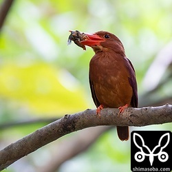 午後7時すぎ、帰宅すると、羽化したばかりのクマゼミをくわえているアカショウビンがいました。石垣島のこの時間帯はまだまだ明るいです。