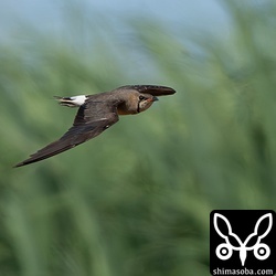 サトウキビを背景に飛び回るといかにも石垣島という感じです。