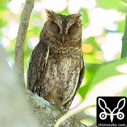 見張りのリュウキュウコノハズク。長い付き合いなので、こちらを全く警戒しません。