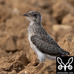まだ飛べないツバメチドリのヒナ。親鳥から給餌を受けていました。