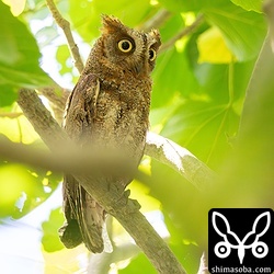 広場のリュウキュウコノハズクのオスは巣を見張っています。