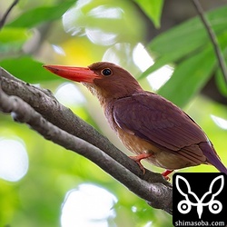 北部で見かけたアカショウビン。