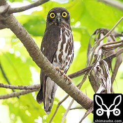 公園のアオバズクのオスも見張り。半径数十メートルに3ペアが営巣する過密地帯。