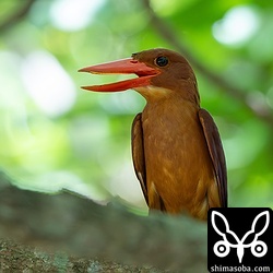 上と同個体。餌を渡した後、近くの木に止まっていた。