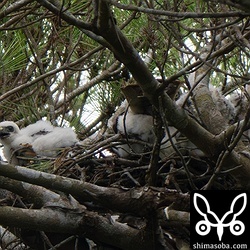 毎年、リュウキュウマツの林で繁殖のツミ。今年はヒナが4羽といつもより多いようです。