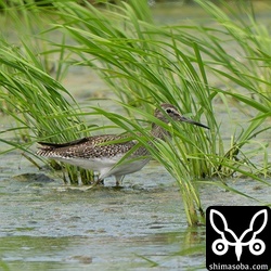 毎年、幼鳥で一番乗りはアカアシシギ。今季も早速やって来ました。