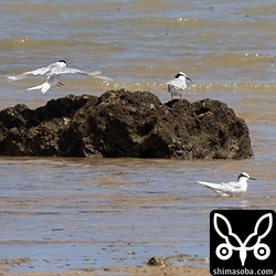 沖合の岩礁で繁殖中のエリグロアジサシは潮が満ちてくると河口付近で水浴びしに来ます。