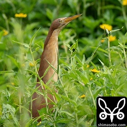 未耕作地の田んぼから顔をのぞかせていたリュウキュウヨシゴイのオス。