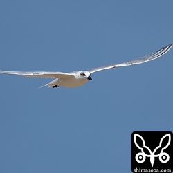 河口には、たくさんのカニがいるので急降下しては捕まえていました。