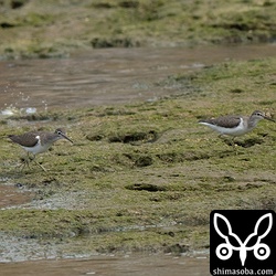 イソシギの幼鳥(右)は今季初確認。