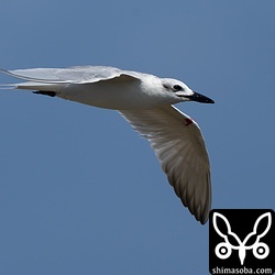 今季初のハシブトアジサシも到着。左の翼から出血しているようでした。