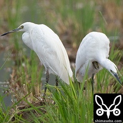 コサギの幼鳥も飛来しだしました。