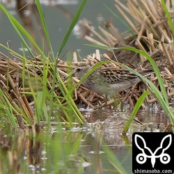 ヒバリシギも複数箇所で確認。今季初。