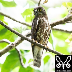 御嶽のアオバズク。例年のことながら、巣立ちしたカラスがやってきて大騒ぎです。