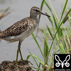 こちらも今季初のタカブシギ。あちこちの田んぼにかなりの数が入っていました。